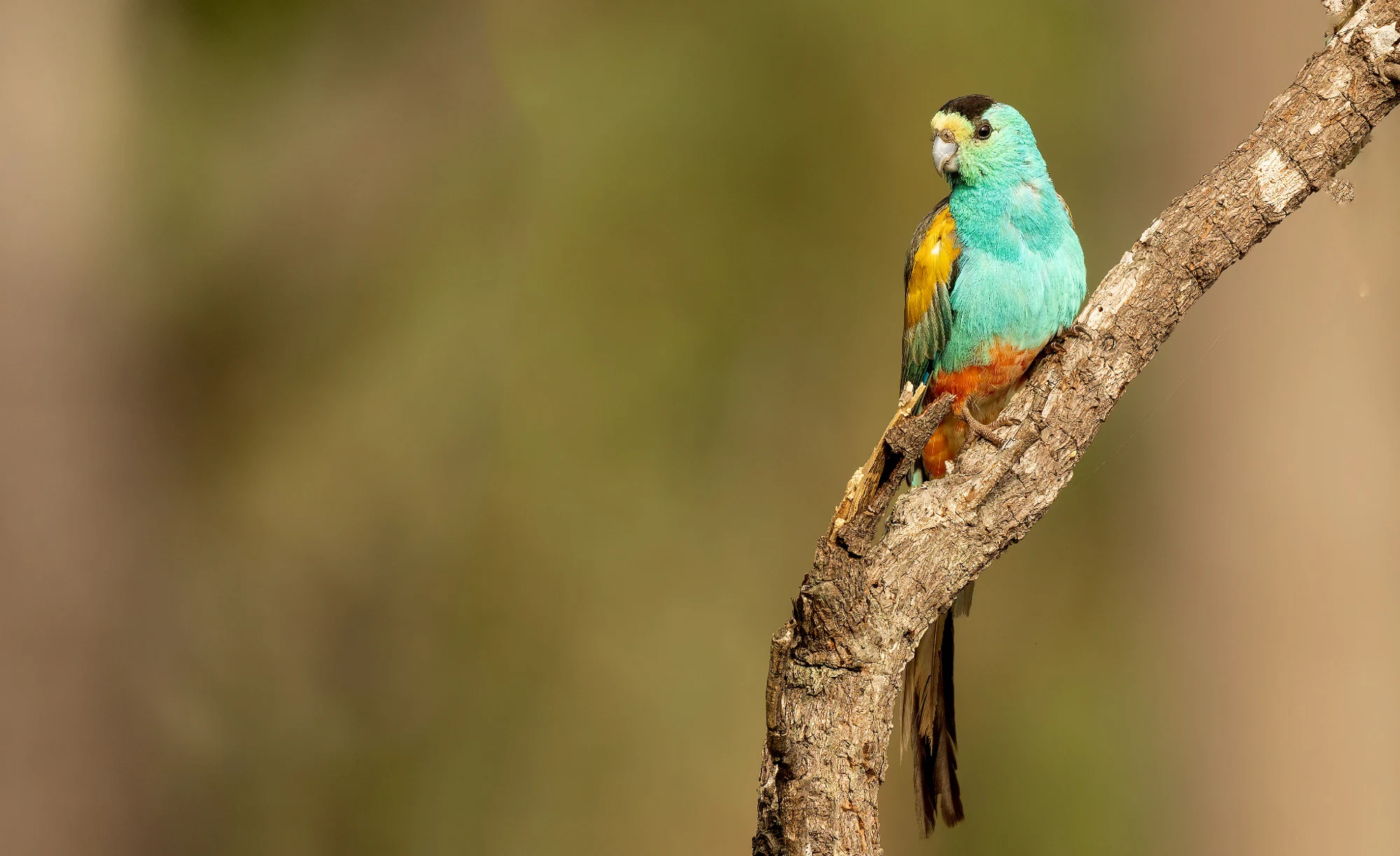 Golden-shouldered Parrot, photographed by Charuka Abhayawickrama