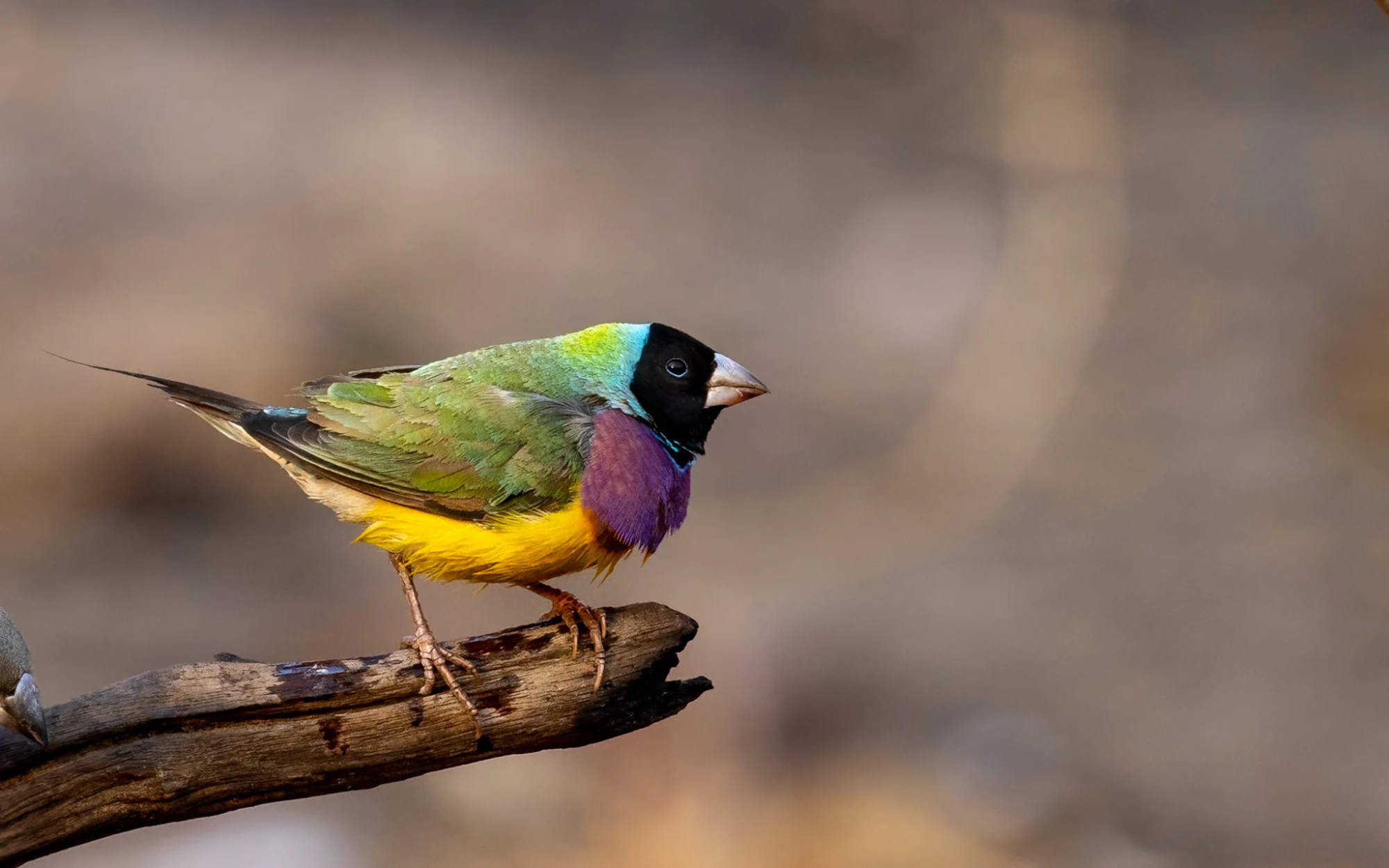 Gouldian Finch, photographed by Charuka Abhayawickrama