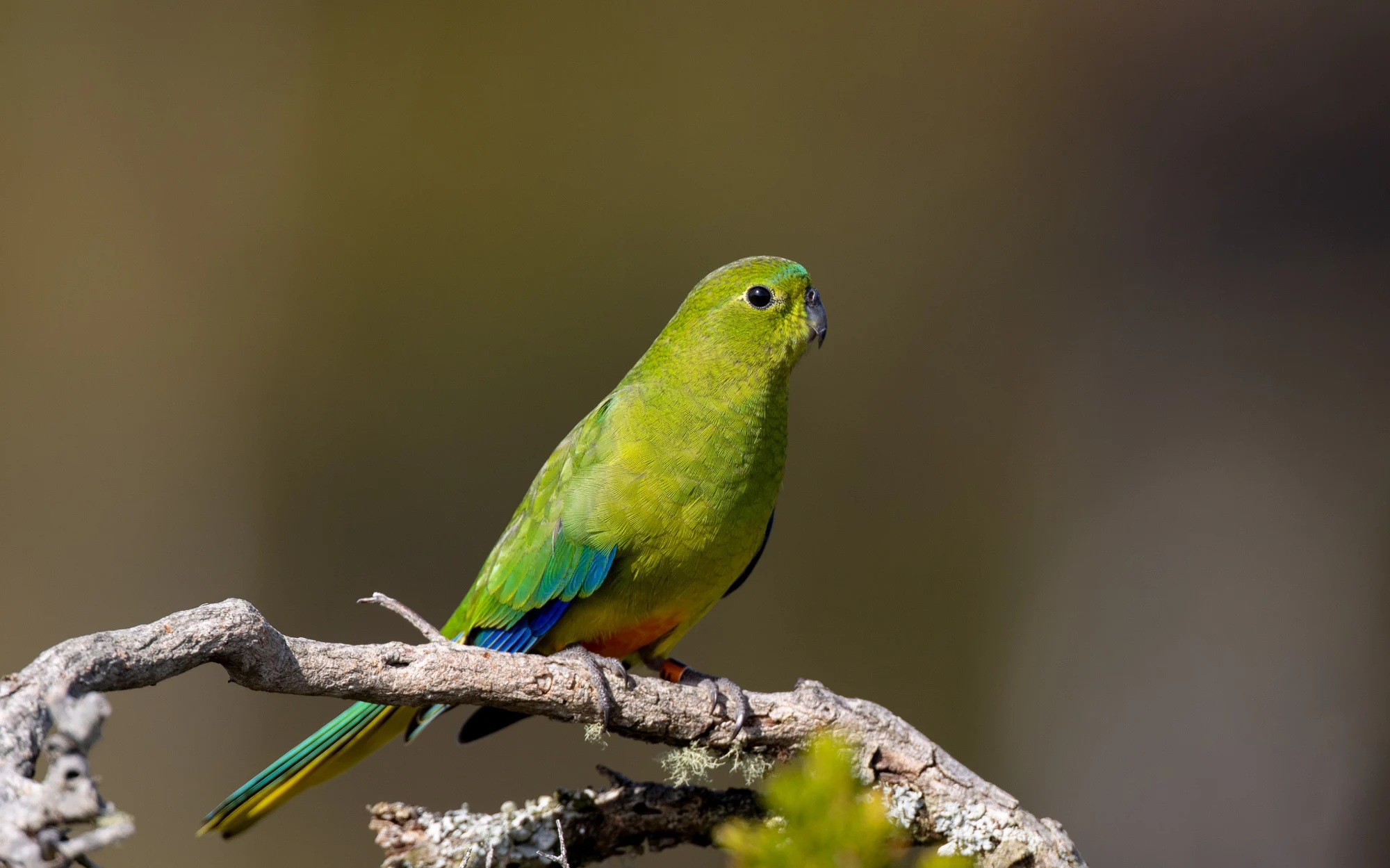 Orange-bellied Parrot, photographed by Charuka Abhayawickrama