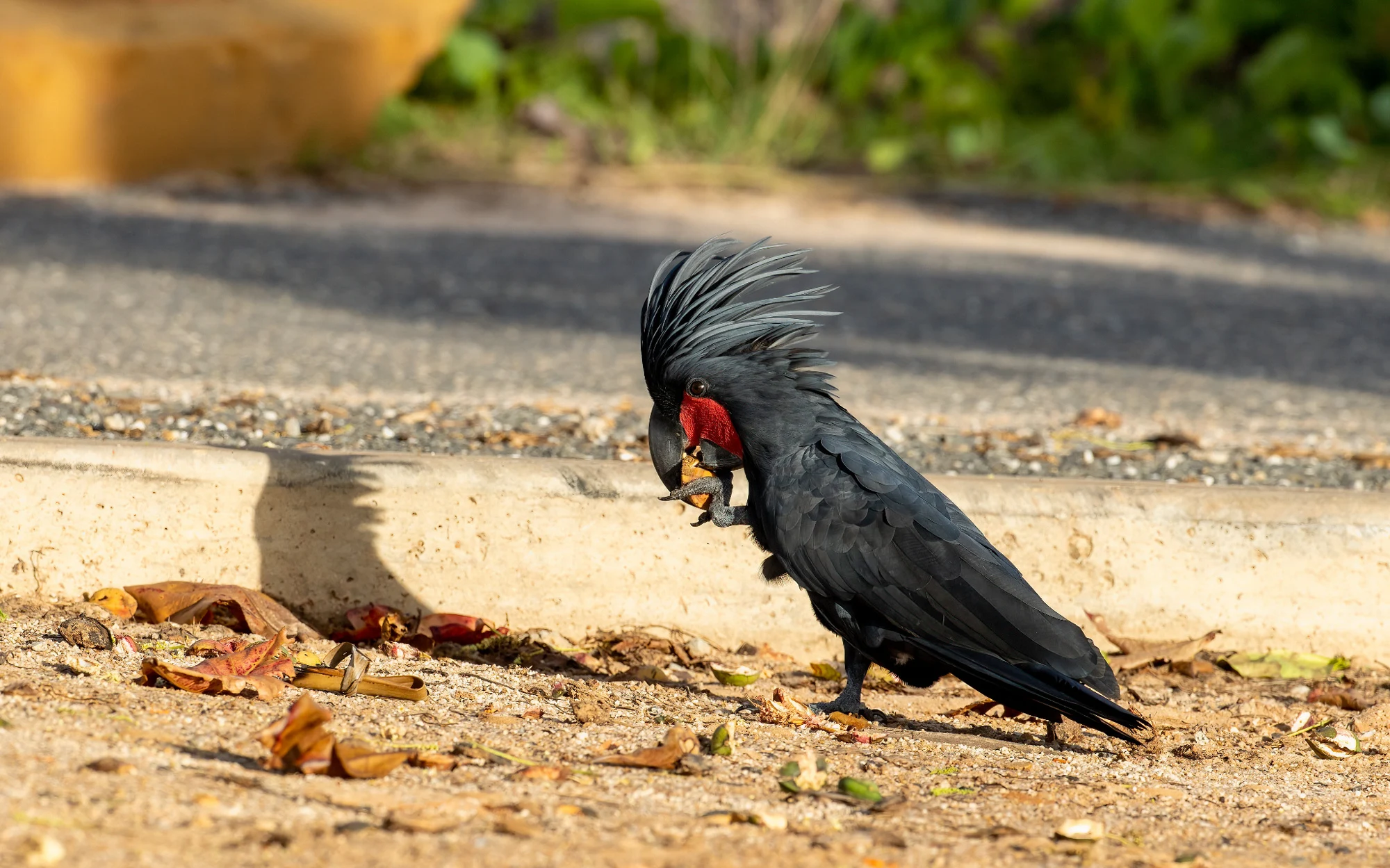 Palm Cockatoo, photographed by Charuka Abhayawickrama