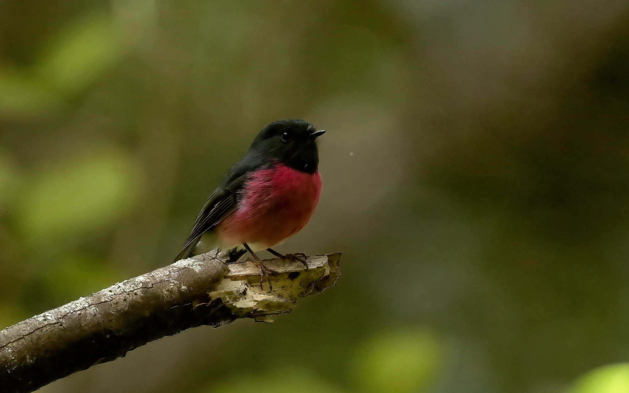 Pink Robin, photographed by Charuka Abhayawickrama
