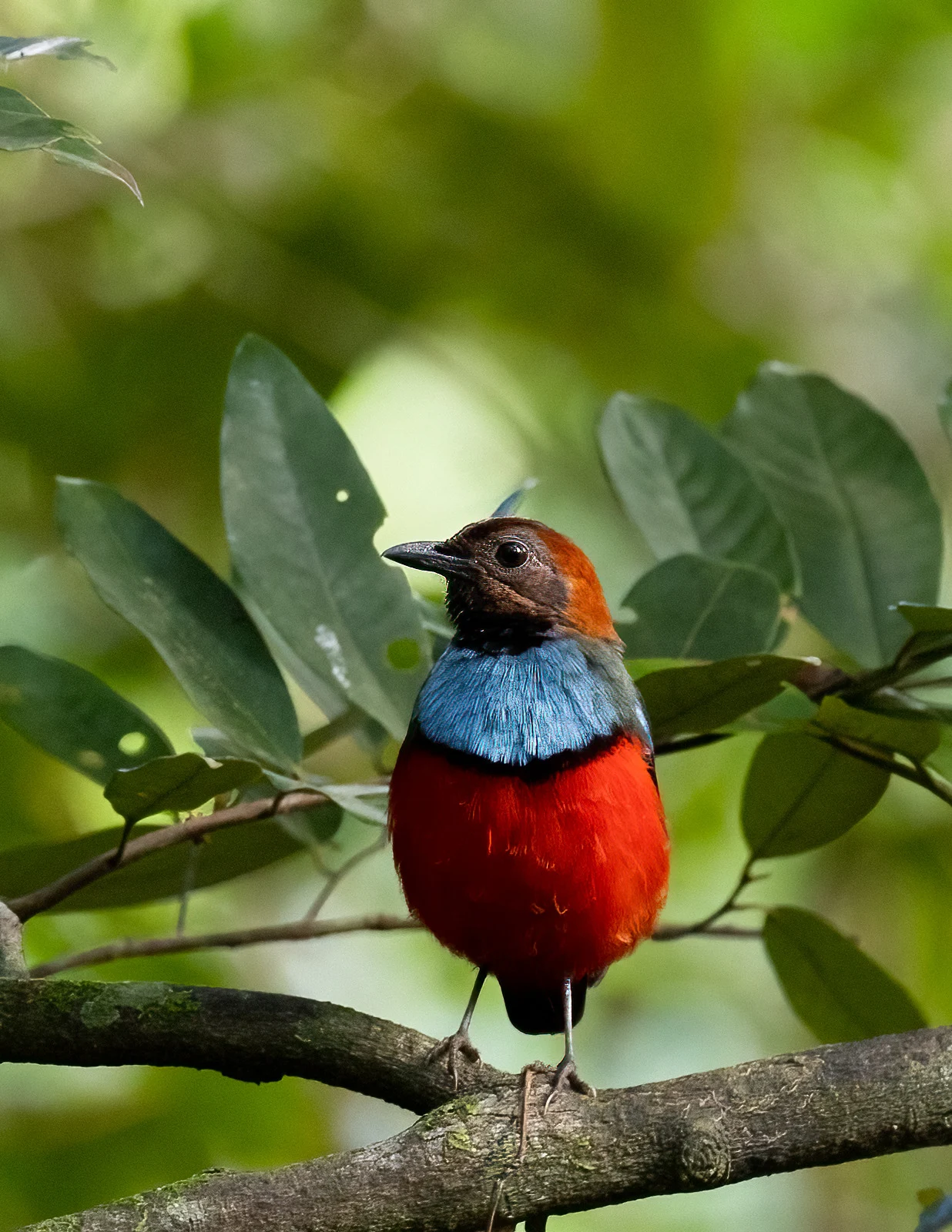 Red-bellied Pitta, photographed by Charuka Abhayawickrama