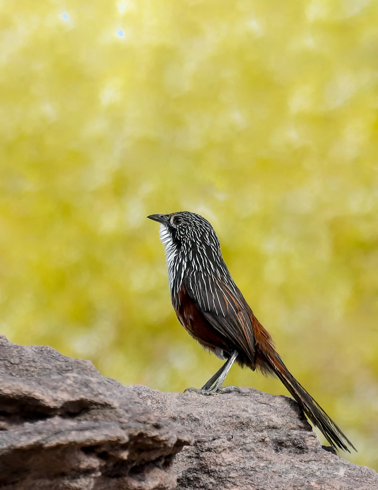 White-Throated Grasswren, photographed by Charuka Abhayawickrama
